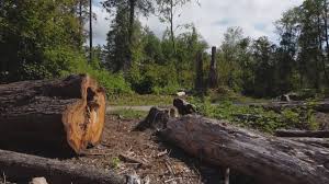 Best Stump Grinding and Removal  in Huntgton, IN
