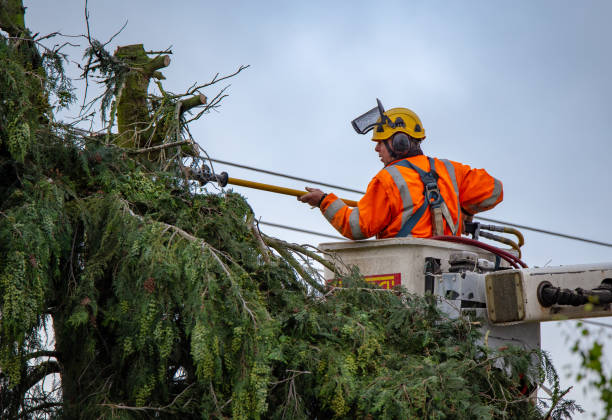 Best Tree Removal  in Huntgton, IN