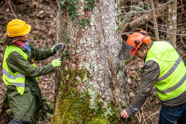 Best Tree Health Inspection  in Huntgton, IN