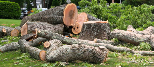 Best Fruit Tree Pruning  in Huntgton, IN