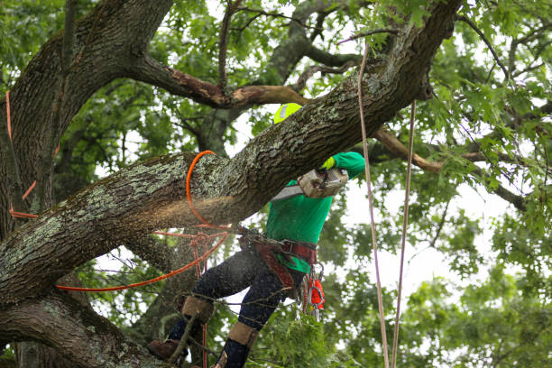 Best Hazardous Tree Removal  in Huntgton, IN