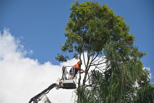 How Our Tree Care Process Works  in  Huntington, IN
