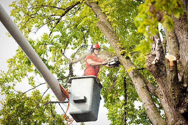 Best Palm Tree Trimming  in Huntgton, IN