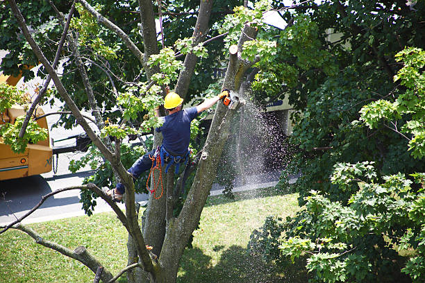 Best Hedge Trimming  in Huntgton, IN
