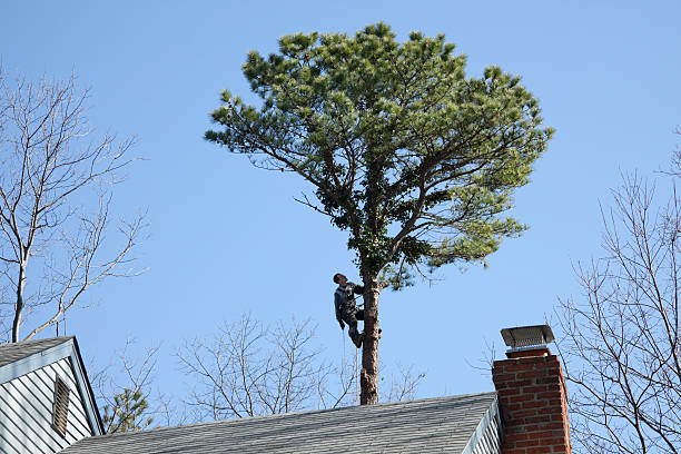 Best Pest Control for Lawns  in Huntgton, IN