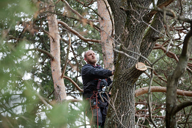 Trusted Huntington, IN Tree Care Experts