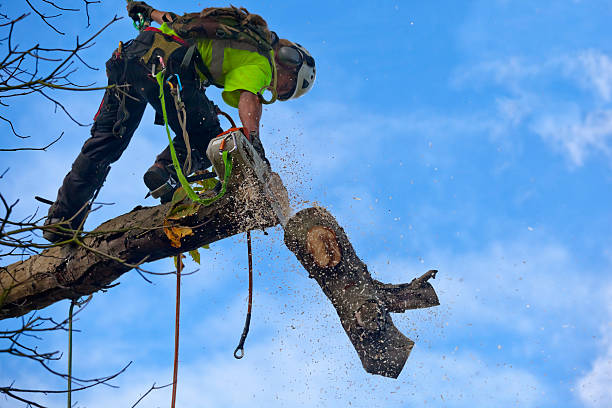 Best Tree Removal  in Huntgton, IN